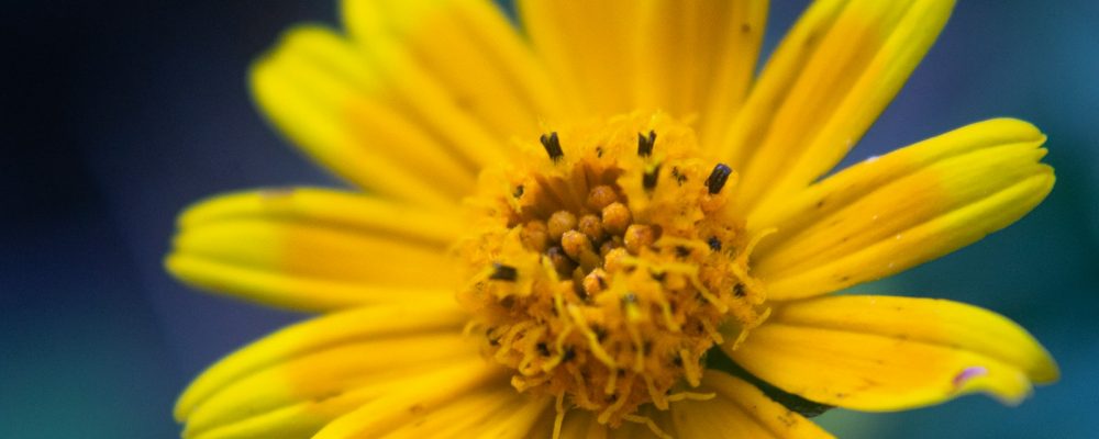 a bee on a yellow flower
