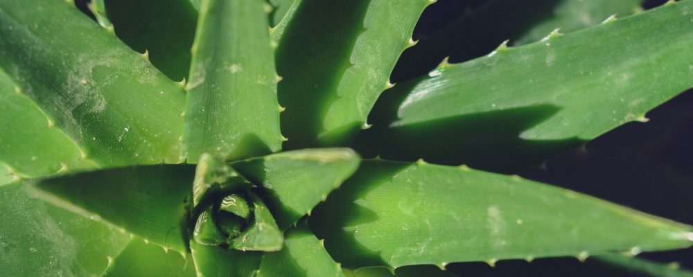 a close up of a green plant with leaves